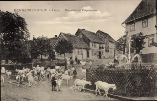 Ak Benneckenstein Oberharz, Benneckenstein i. Harz, Oberstadt, Ziegenherde, Häuser, Menschen