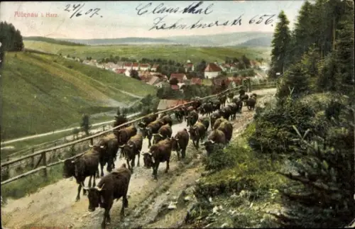 Ak Altenau Clausthal Zellerfeld im Oberharz, Kühe auf einem Weg, Dorf im Hintergrund, grüne Lands