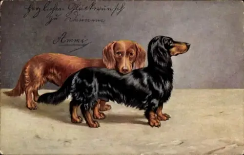 Künstler Ak Langhaarige Dachshunde, brauner und schwarzer Dackel, Hundeportrait