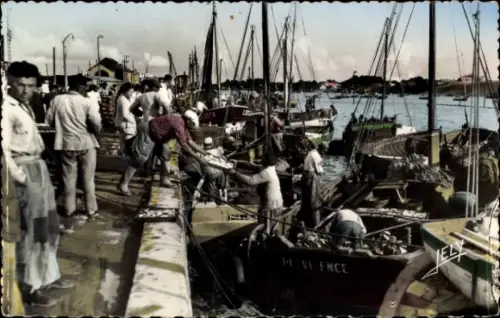 Ak Croix de Vie Vendée, Arrivee de la sardine