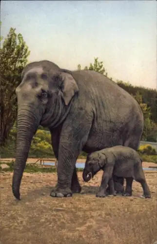 Ak Elefant, Jungtier