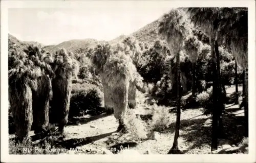 Ak Palm Desert Riverside County California USA, Palm Canyon