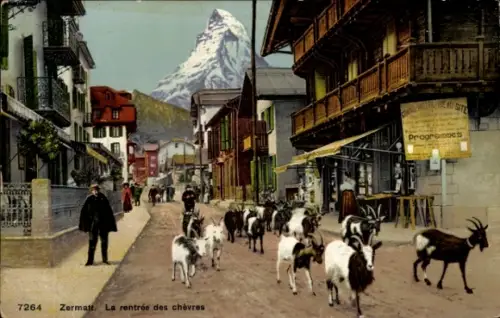 Ak Zermatt Kanton Wallis Schweiz, Ziegen auf der Straße, Berge im Hintergrund, Häuser, Menschen