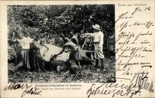 Ak Kamerun, Elefanten-Schlachtfest