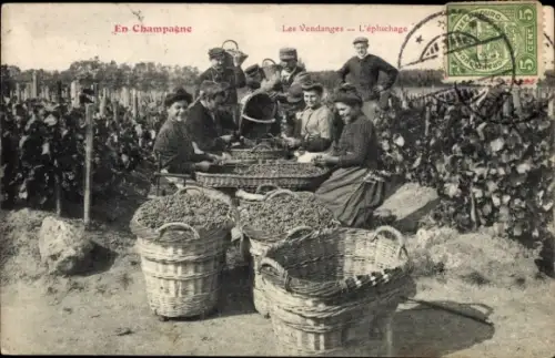 CPA En Champagne, Les Vendanges, l'épluchage