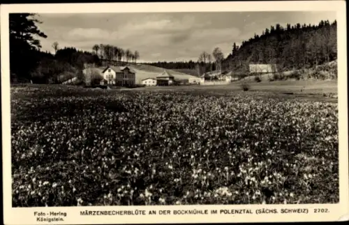 Ak Polenztal Neustadt in Sachsen, Märzenbecherblüte, Bockmühle,  Sachsen, Foto-Hering