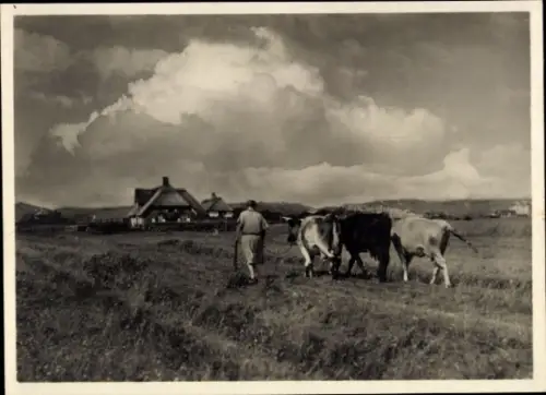Ak Insel Sylt in Nordfriesland, Mann mit Kühen, Landschaft, Wolken, Insel Sylt