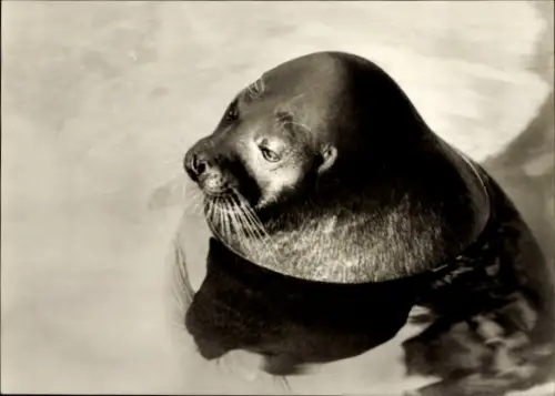 Ak Leipzig, Ringelrobbe im Zoo