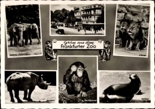 Ak Frankfurt Main, Zoo, Elefant, Löwe, Nashorn, Schimpanse, Seelöwe,Gesellschaftshaus