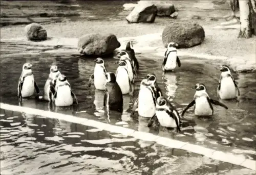 Ak Leipzig, Zoo, Brillen- und Humboldt-Pinguine