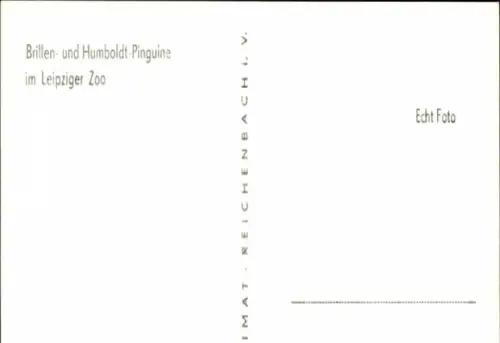 Ak Leipzig, Zoo, Brillen- und Humboldt-Pinguine