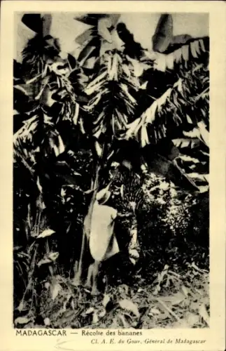Ak Madagaskar, Recolte des bananes, Bananenernte