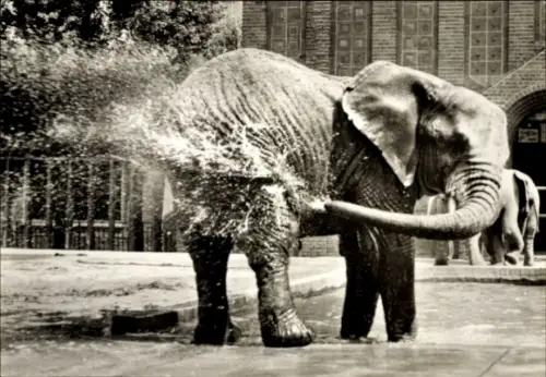 Ak Leipzig, Zoo, Afrikanischer Elefant