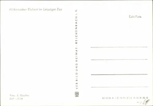 Ak Leipzig, Zoo, Afrikanischer Elefant