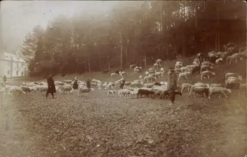 Foto Ak Magdeburg?, Hirte mit Schafherde am Waldrand