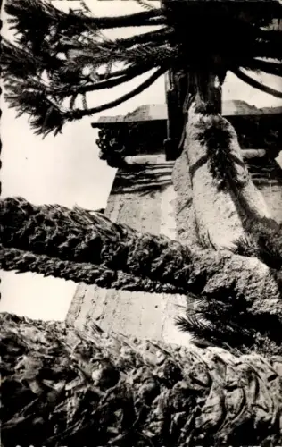Ak Marrakech Marrakesch Marokko, Pflanzen, Palmen, Mauer, Schwarz-Weiß-Foto