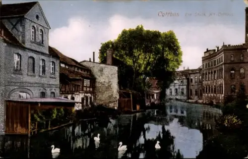 Ak Cottbus in der Niederlausitz,  Flusslandschaft, Gebäude, Bäume, Schwäne
