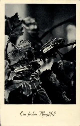 Ak Glückwunsch Pfingsten, Maikäfer, Laubblätter