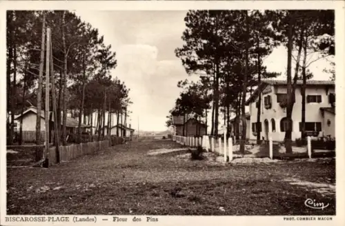 Ak Biscarosse Plage Landes, Fleur des Pins