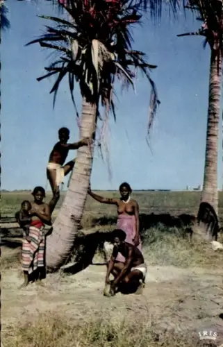 CPA Madagascar, Cueillette des Cocos