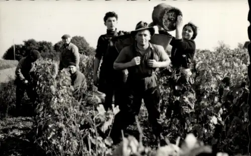 CPA Touraine, les Vendanges, Weinanbau
