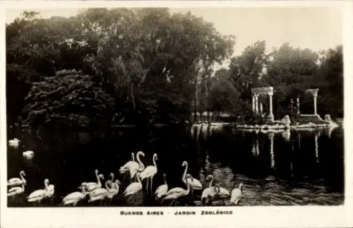 Ak Buenos Aires Argentinien, Jardin Zoológico, Flamingos im Zoo