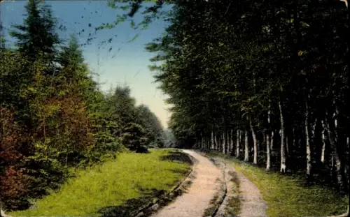 Ak Syke in Niedersachsen, Waldweg im Friedeholz