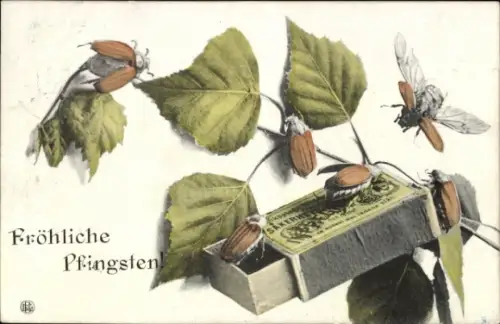 Ak Glückwunsch Pfingsten, Maikäfer, Birke, Streichholzschachtel