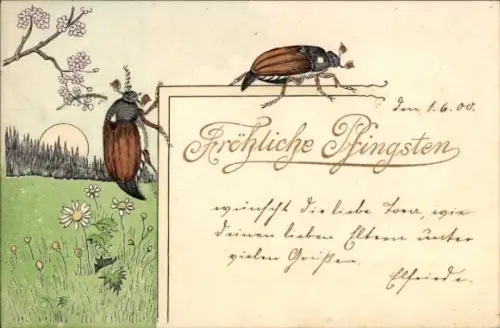 Ak Glückwunsch Pfingsten, Maikäfer