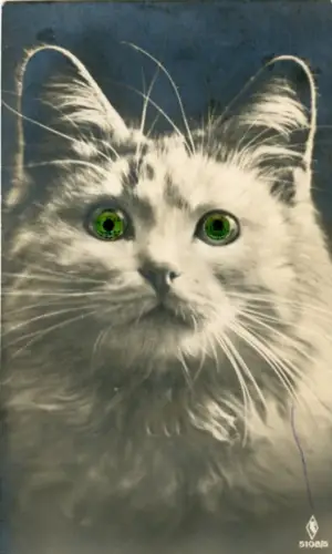 Ak Katze mit grünen Augen, Tierportrait