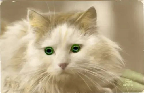 Ak Katze mit grünen Augen, Tierportrait