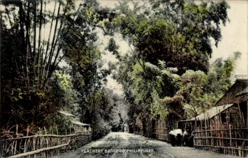 Ak Philippinen, Feathery Bamboo, Straßenansicht