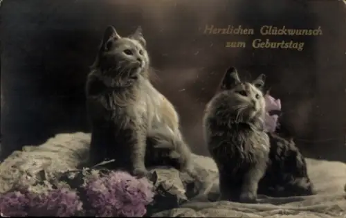Ak Glückwunsch Geburtstag, Katzen