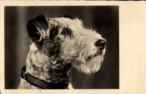 Ak Terrier, Hund, Tierportrait