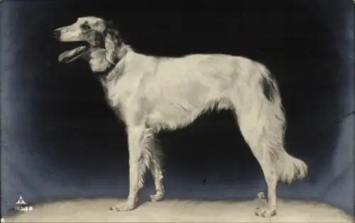 Ak Windhund, Hundeportrait