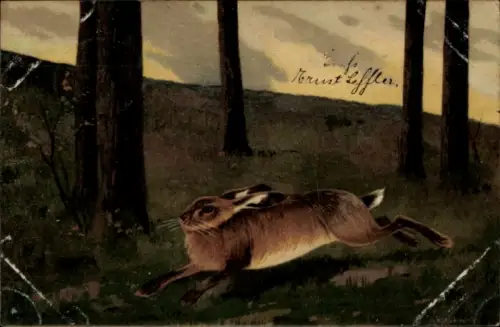 Ak Feldhase in einer Waldlichtung