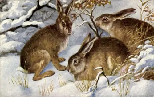 Künstler Ak Drei Hasen im Schnee, Tierportrait