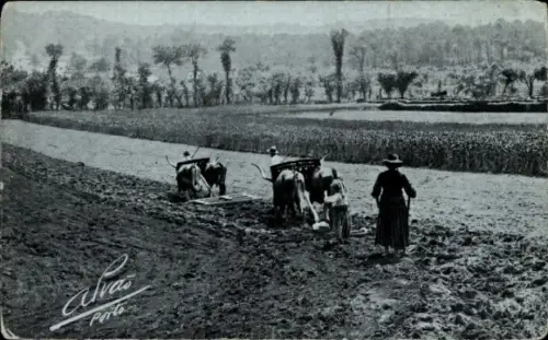 Ak Portugal, Feldarbeiter, Rinderpflug