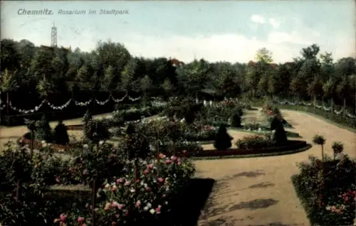 Ak Chemnitz in Sachsen, Rosarium im Stadtpark, Blühende Rosen, Grünanlagen