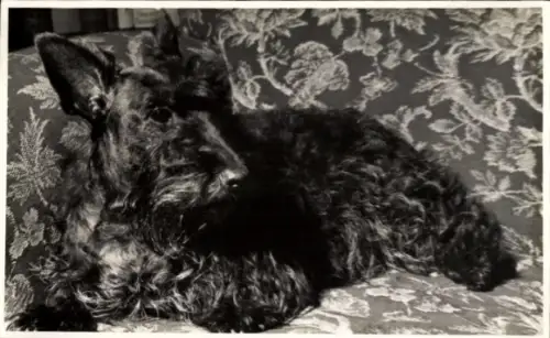 Ak Hundeportrait, Terrier auf einem Sessel