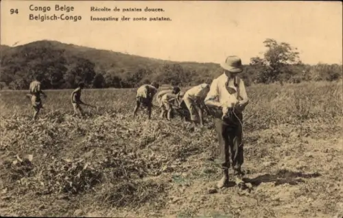 Ganzsachen Ak DR Kongo Zaire, Récolte de patates douces, Süßkartoffel Ernte, Feldarbeiter