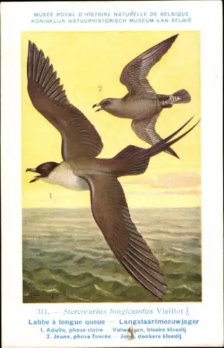 Künstler Ak Dupond, Hub., Labbe a longue queue, Langstaartmeeuwjager Nr 311
