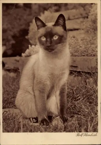 Ak Katze, Siamkatze, Tierportrait