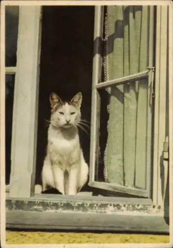 Ak Katze am Fenster, Tierportrait