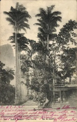 Ak Botafogo Rio de Janeiro Brasilien, Palmen, Botanischer Garten