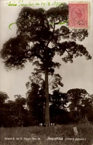 Ak São Paulo Brasilien, Jequetiba Baum, Brasilien, 1920, grüne Schrift