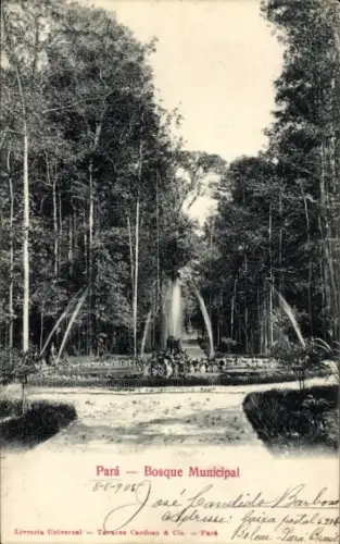 Ak Para Brasilien, Bosque Municipal,  Brasilien, Brunnen, Bäume, 