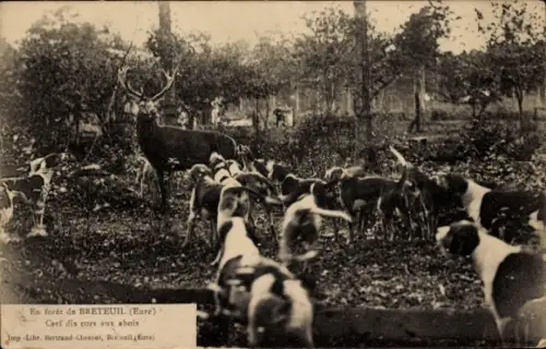 Ak Breteuil Eure, Hirsch mit Hunden, Waldszene, französische Landschaft