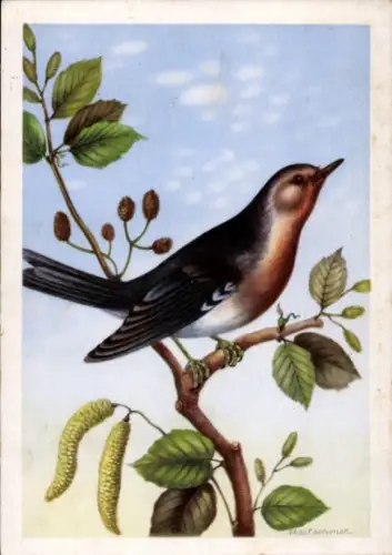 Künstler Ak Rotkehlchen, Erithacus rubecula, Vogel