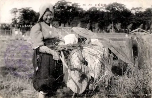 Ak China, chinesische Bäuerinnen bei der Ernte auf einem Reisfeld